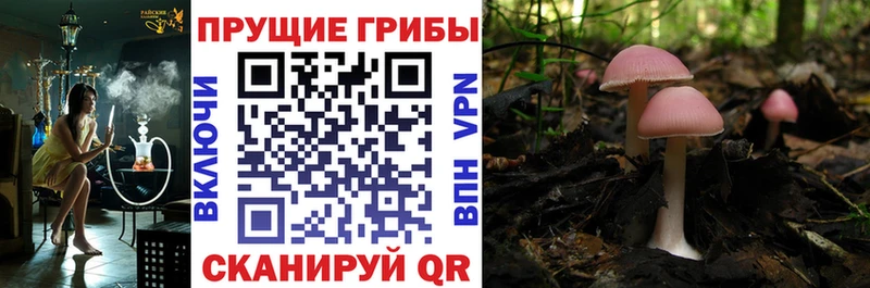 Псилоцибиновые грибы мицелий  наркота  Далматово 